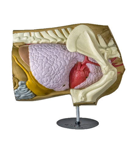 Anatomy Tabletop Deer Shot Placement Model
