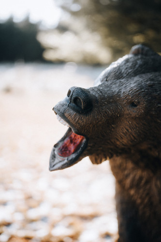 Kodiak Grizzly