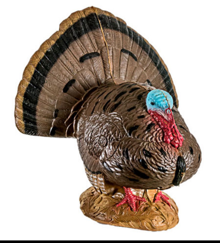 Strutting Turkey Strutting Turkey