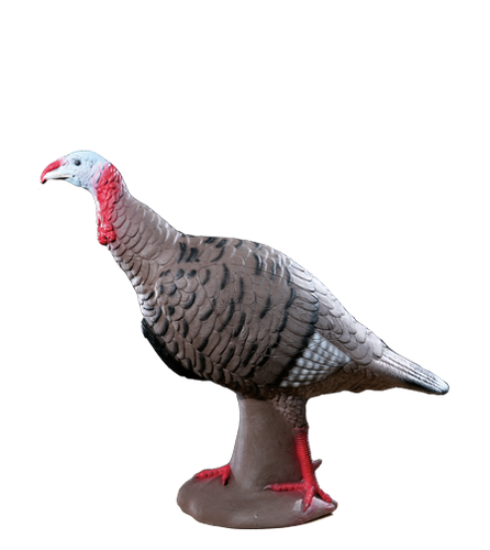 Tom Turkey Tom Turkey