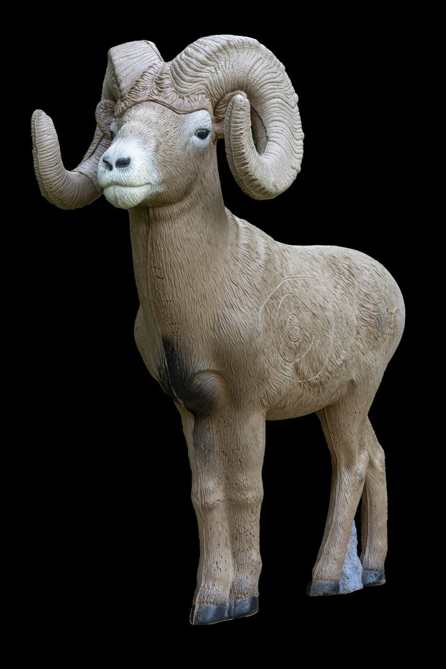 Bighorn Sheep