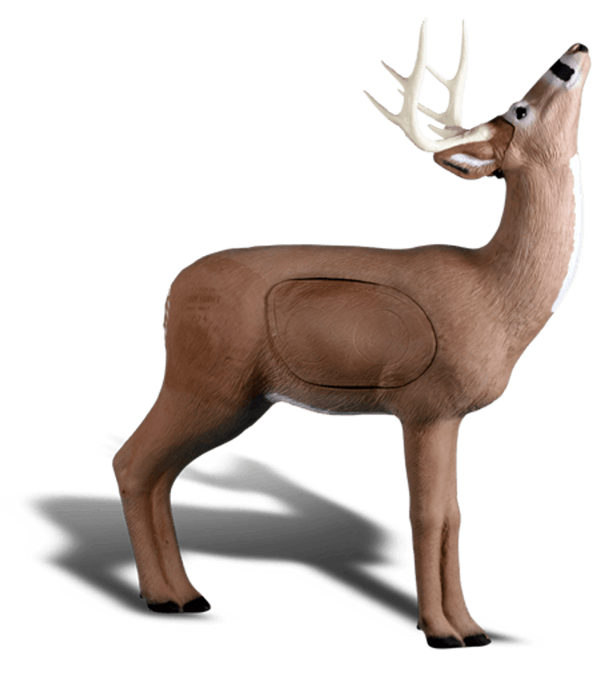 Browsing Buck Browsing Buck