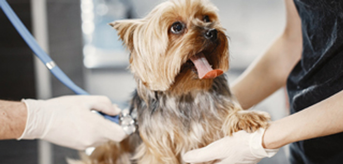 Light sources for veterinary equipment