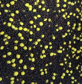 4S Advanced Wildlife Solutions Plantler Forage Brassica