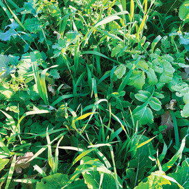 4S Advanced Wildlife Solutions Plantler Forager Plus