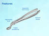 Dental Extraction Forceps (Upper Bayonet for Molar Roots) #67