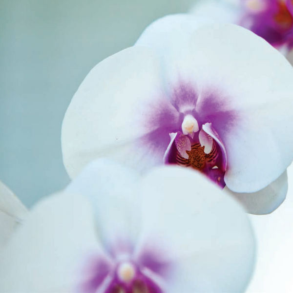 Aromatherapy - 75 Minutes