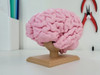 Cerebro Humano De Tamaño Completo Educativa/biologia 1