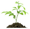 Poleas Cultivarg Importadas Cultivo Indoor 5kgs Grow 1