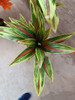 Plantas Artificiales Dracaena 100cm 3