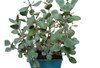 Planta Kalanchoe Pumila (gris) 0