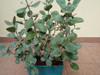 Planta Kalanchoe Pumila (gris) 2