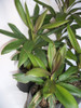 Dracena Verde - Marginata  ( Mira Tamaño ? ) No Hago Envios 3