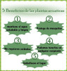Plantas Acuaticas 7