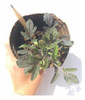 Original Y Ecológico Lápiz Plantable Grande. 1