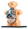Lab Corpo Humano - Estrela 1