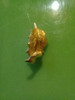 Broche Prendedor Hoja Enchapado 18k 0