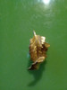 Broche Prendedor Hoja Enchapado 18k 2