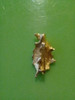 Broche Prendedor Hoja Enchapado 18k 3