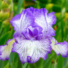 1 Rizoma De Iris Germánica Autumn Circus 0