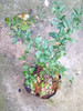 Vivero Cielo Verde Orgánico 3 Arboles X 900 Lea Descripcion 3