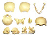 4d Master 26086 Human Anatomy Exploded Skull Model 3d Puzzle 2