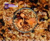 Granola Cereais Frutas E Castanhas Kit 2kg 2 Granola Cereais Frutas E Castanhas Kit 2kg 2