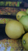 Limones Organico 1k 1