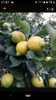 Limones Organico 1k 4