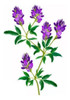 Alfalfa De Chacra 0
