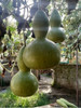 Semillas Orgánicas De Mate 0