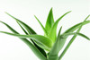 Plantas De Aloe Arborescens Miller Sábila Flor Roja 0