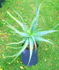 Plantas De Aloe Arborescens Miller Sábila Flor Roja 2