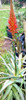 Plantas De Aloe Arborescens Miller Sábila Flor Roja 4