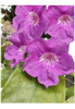 Bignonia Violeta 0