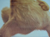 Poster Garfield (modelo 2) 3
