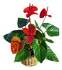 Planta Anturio S/ Maceta 1