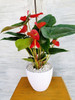 Planta Anturio S/ Maceta 5