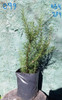 Plantas De Romero, Diferentes Tamaños 3
