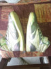 Zapas Olimpicus 1