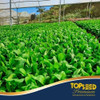Sementes De Rúcula Folha Larga Veloster Topseed 500g 3 Sementes De Rúcula Folha Larga Veloster Topseed 500g 3