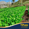 Sementes De Rúcula Folha Larga Veloster Topseed 500g 4 Sementes De Rúcula Folha Larga Veloster Topseed 500g 4