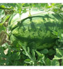Sementes De Melancia Crimson Sweet/ Lata - 100g - Feltrin 5