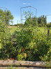 Tutor Tomatera Hierro Macizo Huerta Agro Eco Tomate En Óxido 3