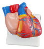 Modelo De Corazón Tamaño Natural, Disectible En 2. 1