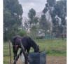 Comedero Equino 2
