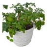 Planta - Vinca Major ( Maceton Ceramica )  No Hago Envios.. 0