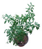 Planta Ruda 3