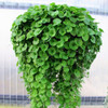 600 Sementes Dicondra Dichondra Repens Grama 0