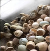 Ovos Galados Indio Gigante 32 Ovos Frete Grátis 2